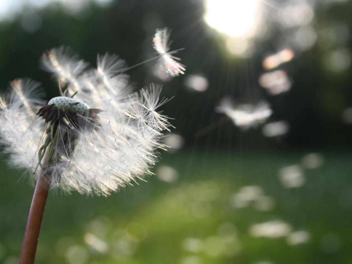 Dandelion Life (a micro&nbsp;essay)